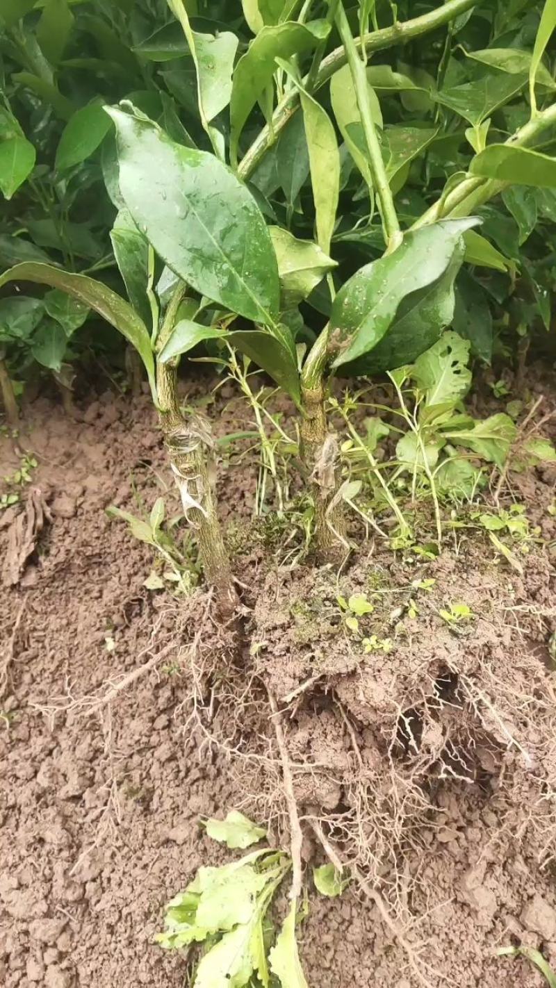 长叶香橙苗，假一赔十产地批发，苗场直供，欢迎实地考察农场