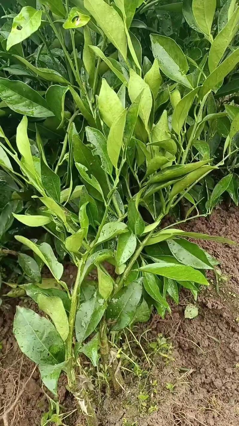 长叶香橙苗，假一赔十产地批发，苗场直供，欢迎实地考察农场