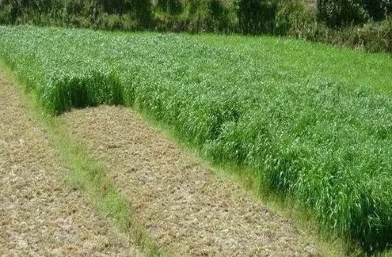 进口多年生黑麦草种子耐寒牧草种子鸡鸭鹅猪牛羊鱼养殖专用