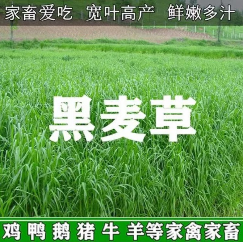 进口多年生黑麦草种子耐寒牧草种子鸡鸭鹅猪牛羊鱼养殖专用