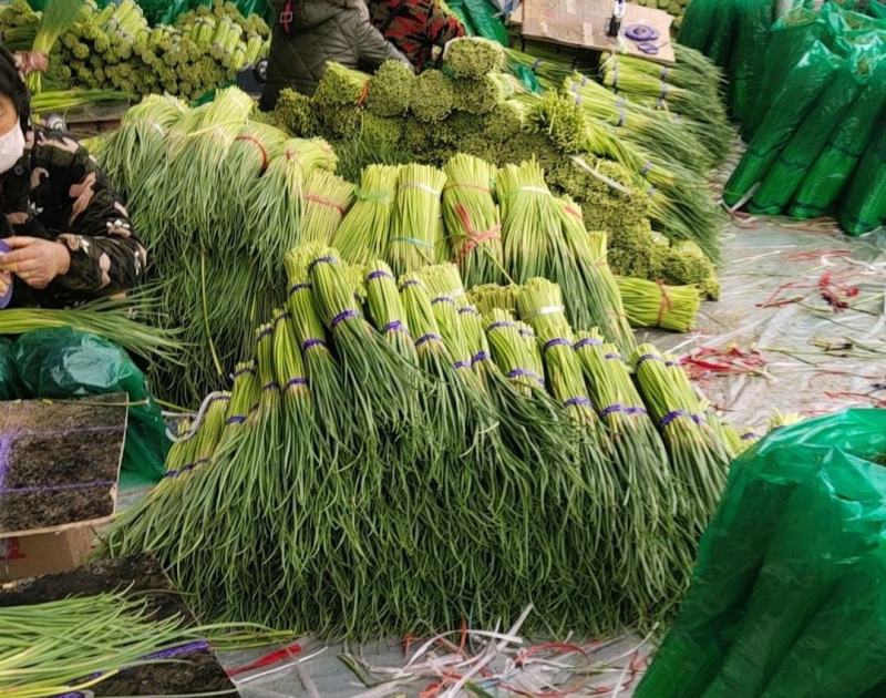 精品杂交红帽蒜薹，全国发货，量大从优，价格合理，产地直发