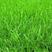 黑麦草草坪种子多年生草坪种子绿化观赏量大优惠