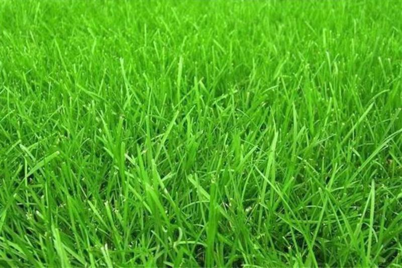 黑麦草草坪种子多年生草坪种子绿化观赏量大优惠