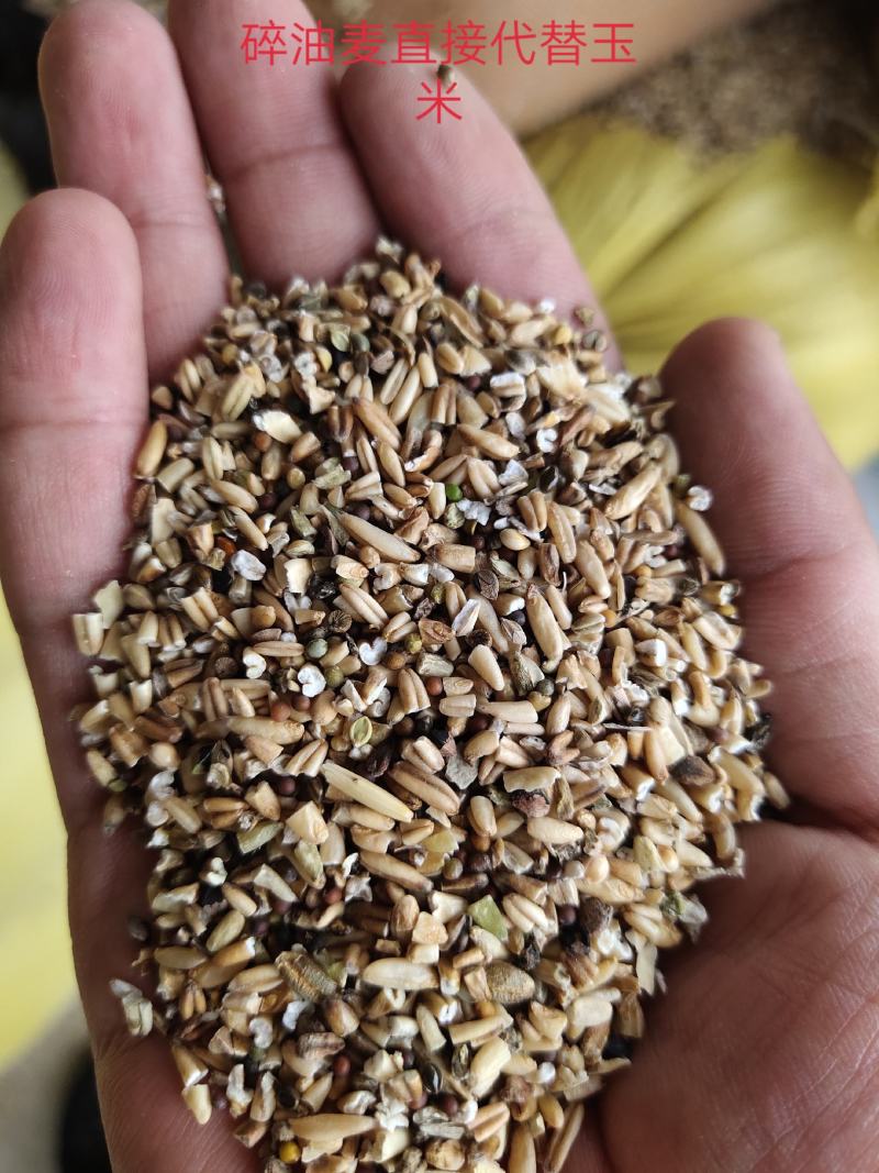 碎麸皮养殖转用，含麦粒百分之50蛋白含量15适口性好。