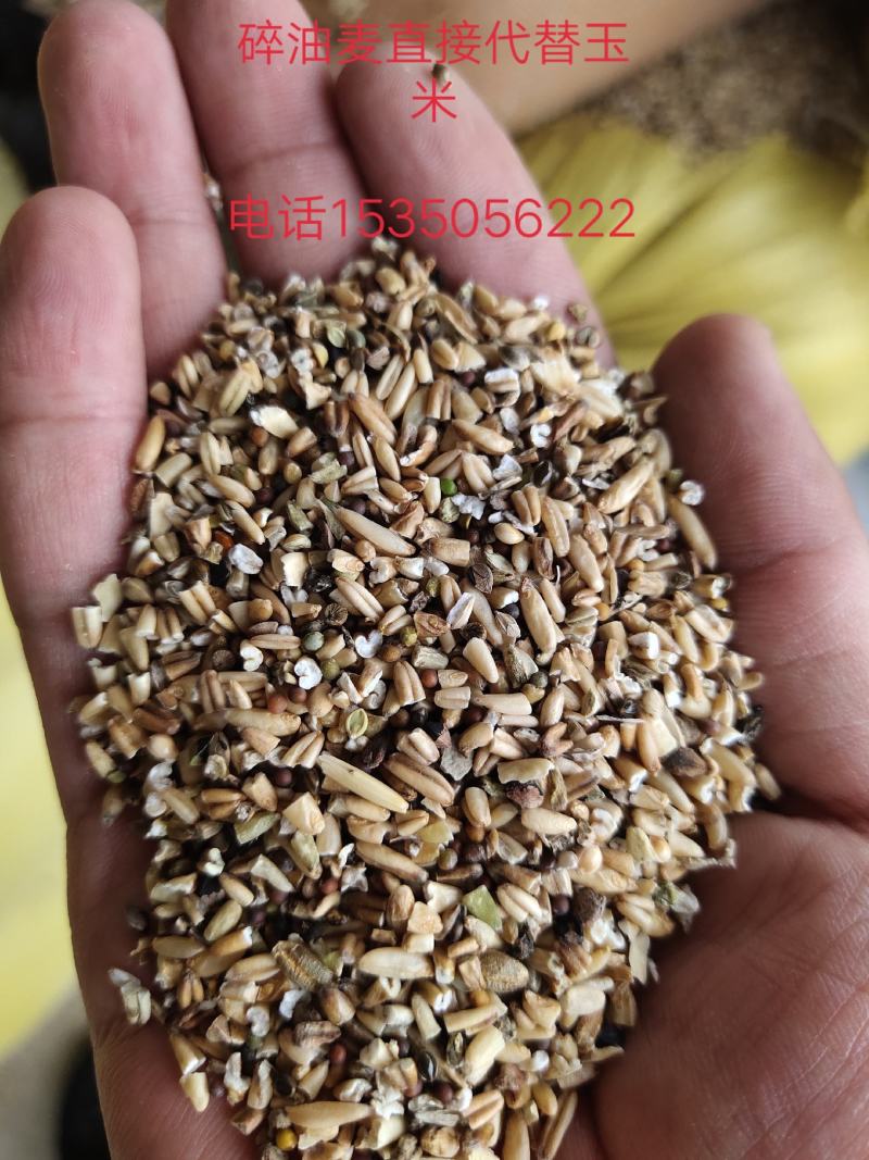 碎麸皮养殖转用，含麦粒百分之50蛋白含量15适口性好。