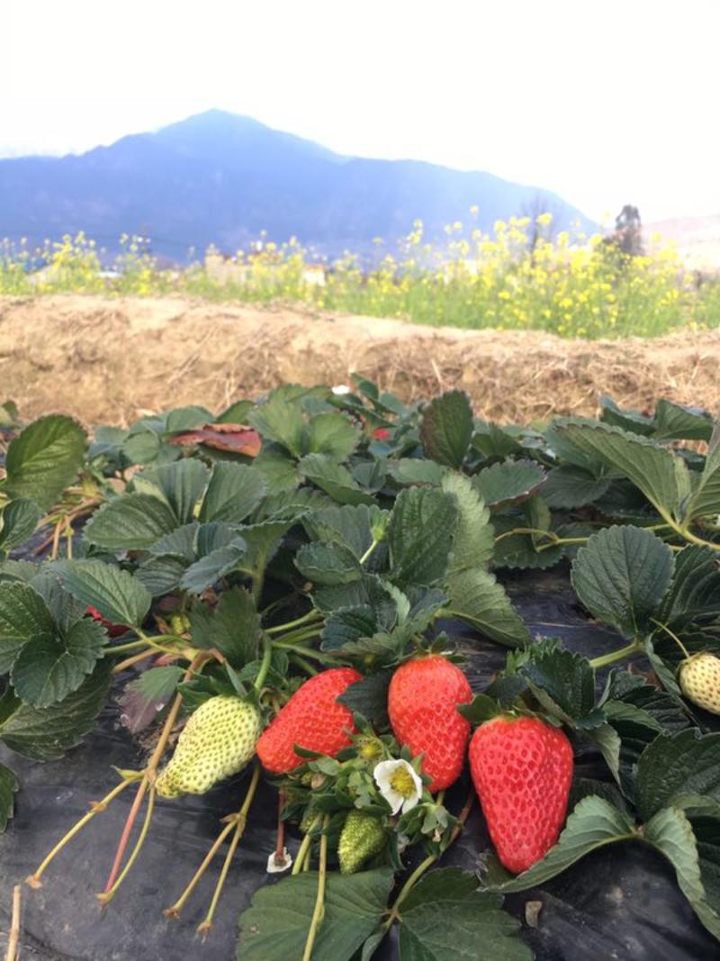 『一件玳发』凉山草莓，凉山草莓，草莓，电商供应链