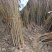 桃树苗大量供应各种桃树苗占地树自家苗圃品种保证