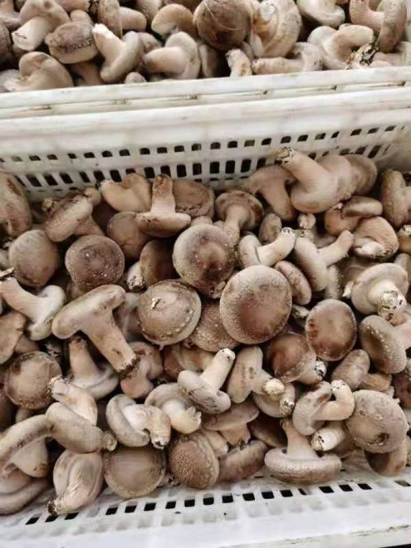 鲜香菇