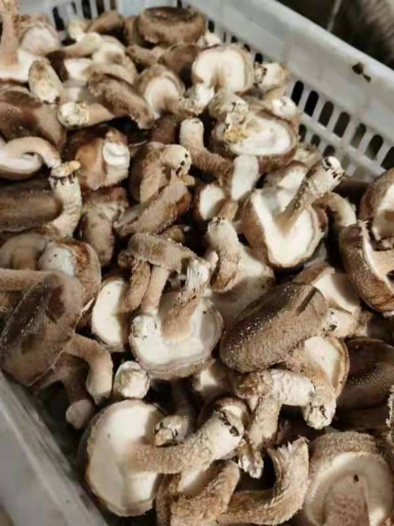 鲜香菇