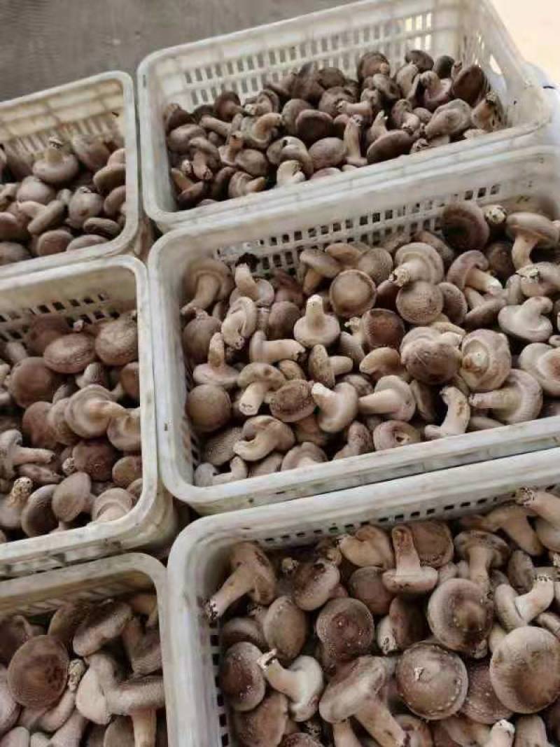 鲜香菇