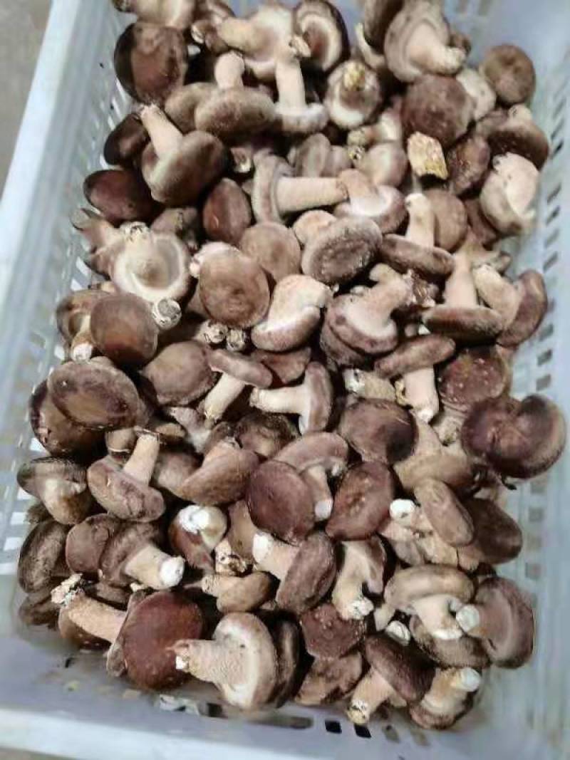 鲜香菇