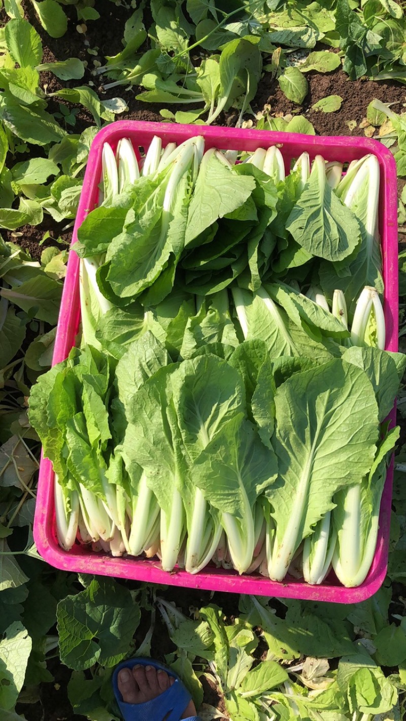 精品奶白菜小颗奶白菜长期供应货源充足价格美丽