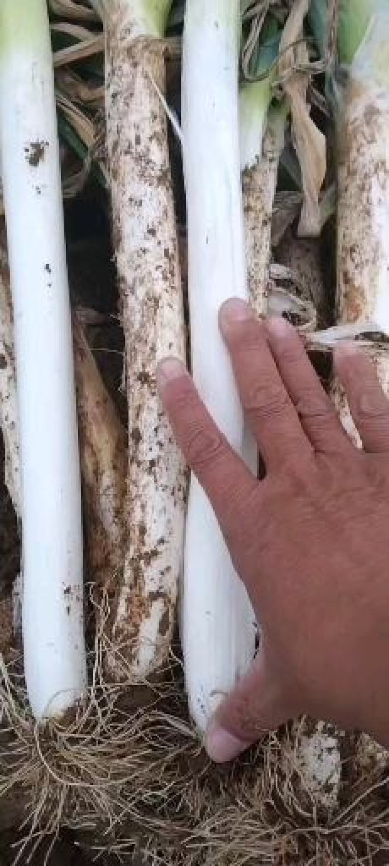 山东安丘供应优质长白大葱，社会葱梧桐葱