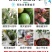 植物防冻液抗冻剂果树蔬菜苗木防寒安全过冬防冻剂植物防