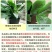 植物防冻液抗冻剂果树蔬菜苗木防寒安全过冬防冻剂植物防