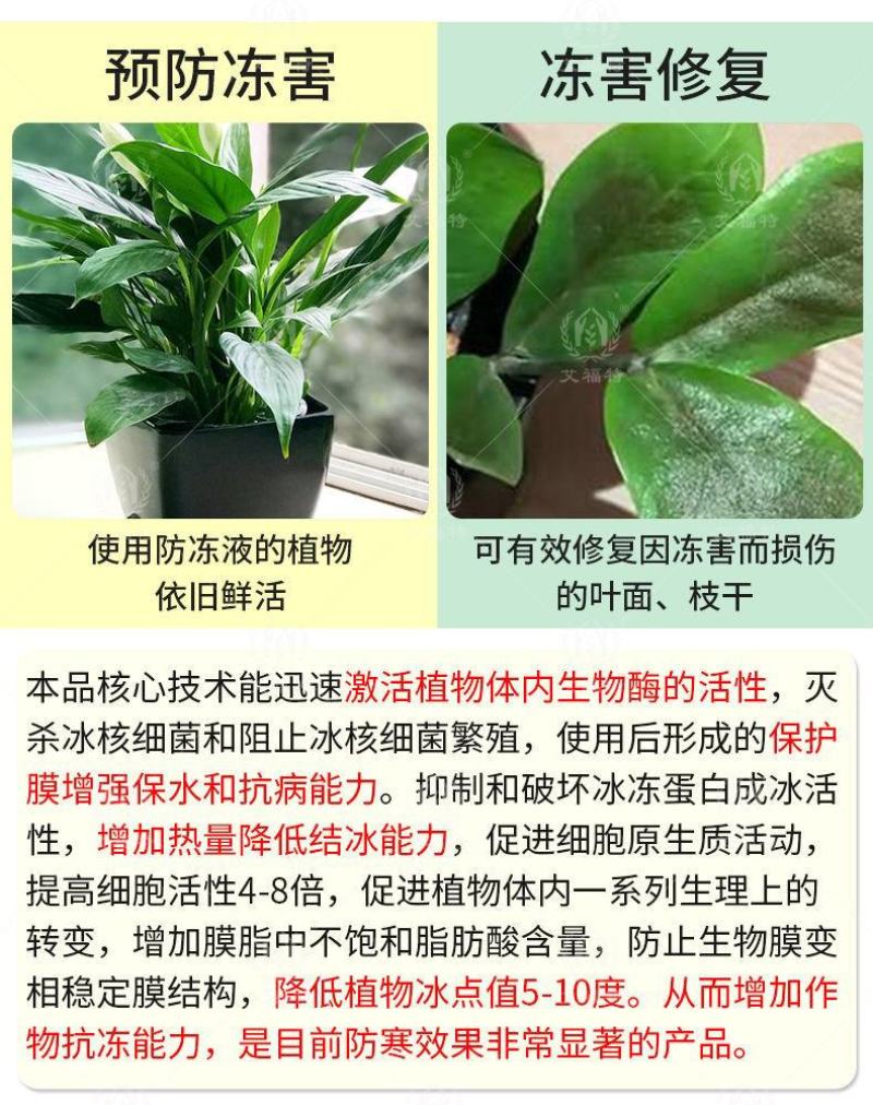 植物防冻液抗冻剂果树蔬菜苗木防寒安全过冬防冻剂植物防