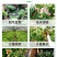 植物防冻液抗冻剂果树蔬菜苗木防寒安全过冬防冻剂植物防