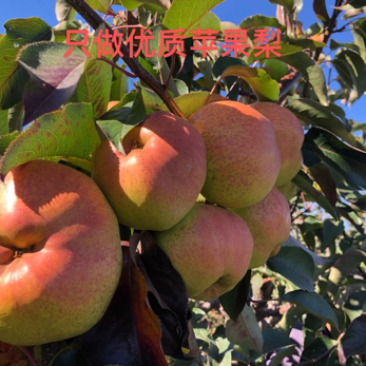 苹果梨子包邮东北延边延吉苹果梨冻梨特级梨龙井三合梨