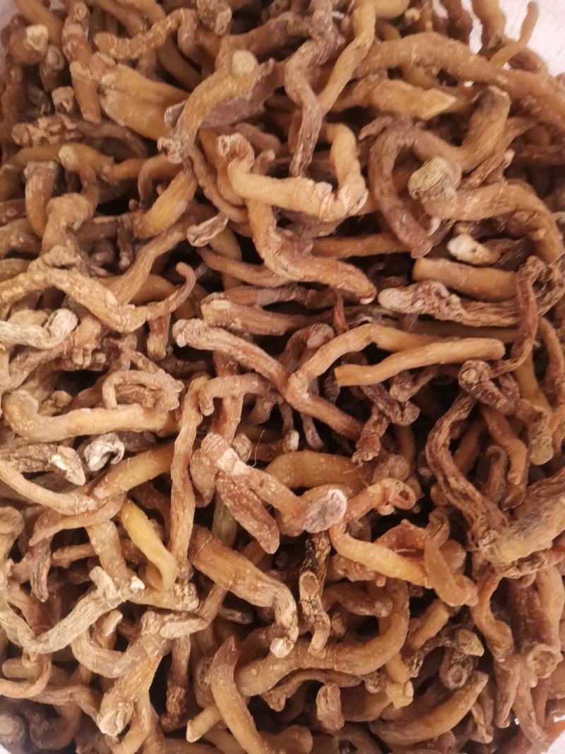 优质湖南湘玉竹熟条产地直销量大从优