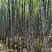 韶关黑皮甘庶大量上市，质优价廉，基地直供一手货源