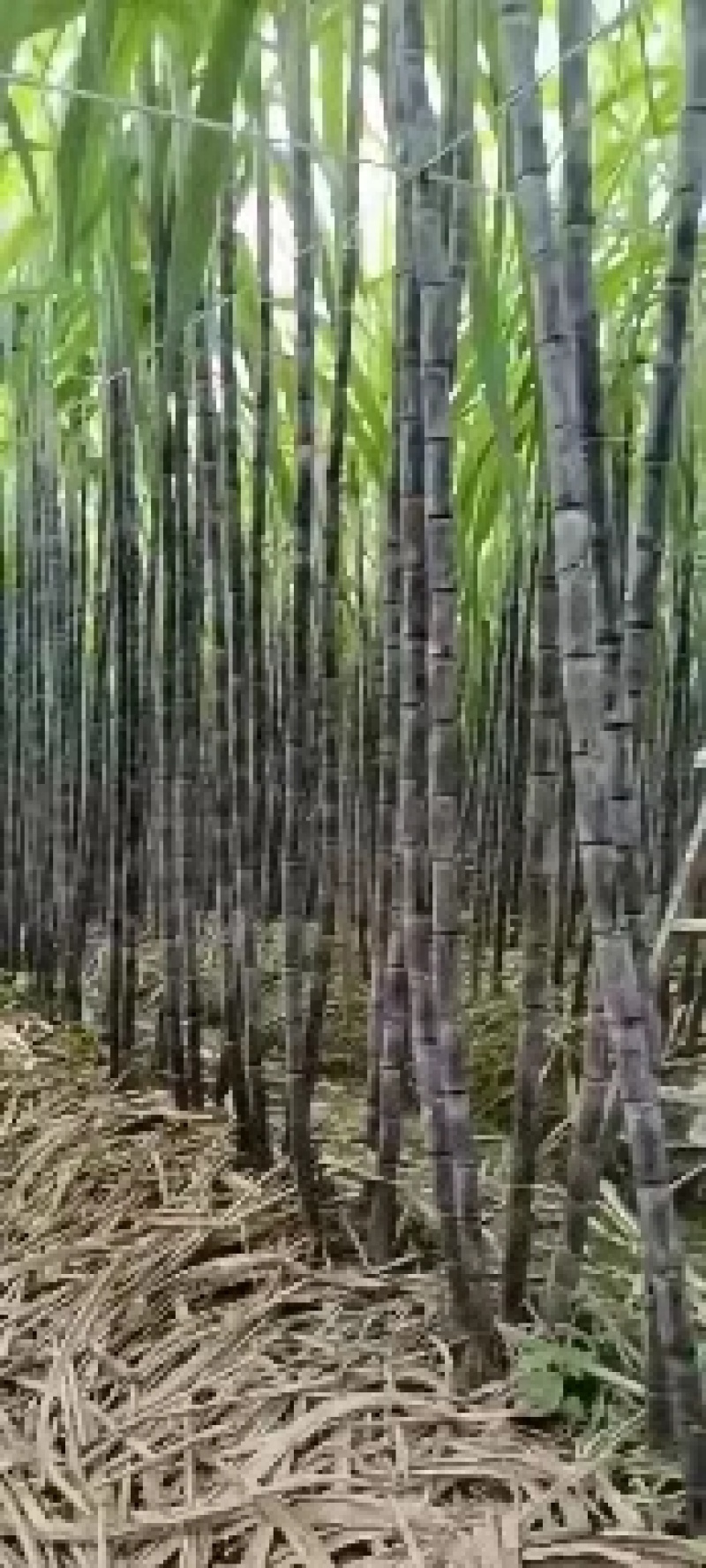 韶关黑皮甘庶大量上市，质优价廉，基地直供一手货源