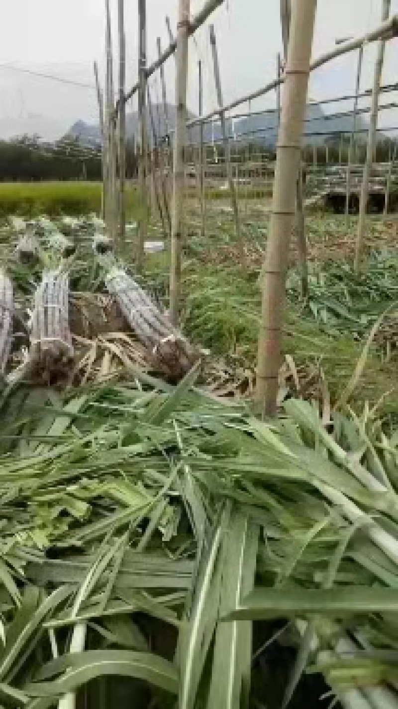 韶关黑皮甘庶大量上市，质优价廉，基地直供一手货源