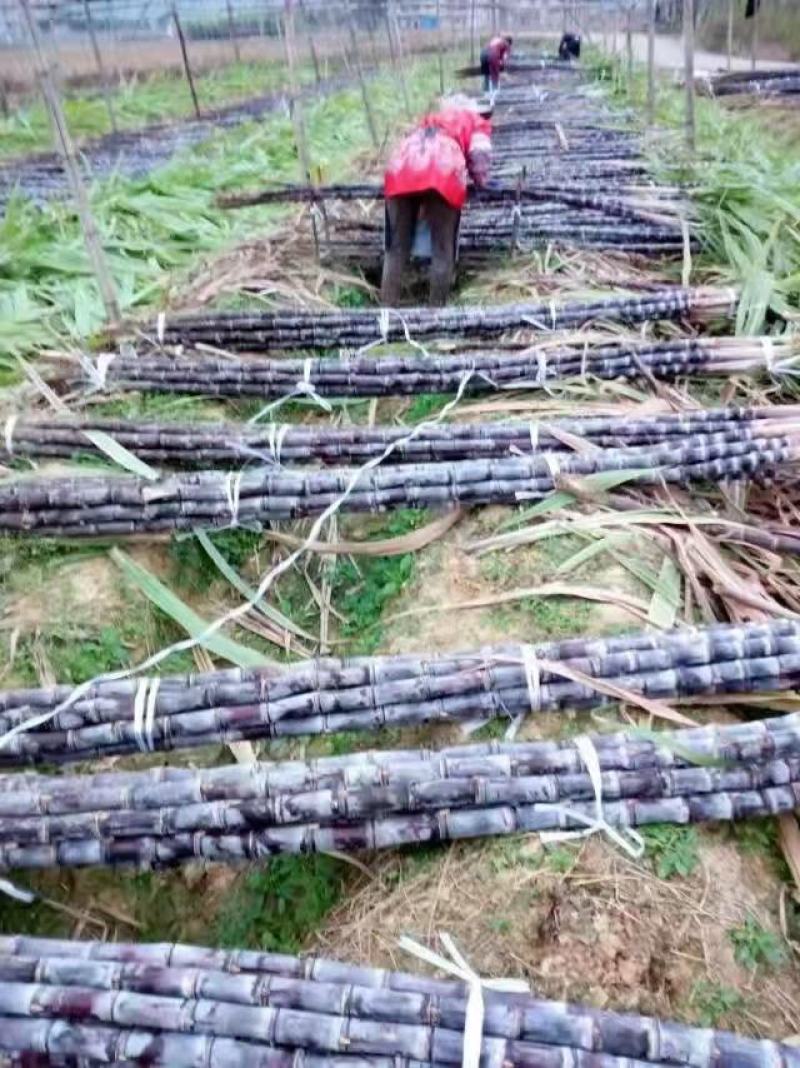 韶关黑皮甘庶大量上市，质优价廉，基地直供一手货源