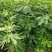 无花果树1~1.5m一年苗二年苗保品种量大从优