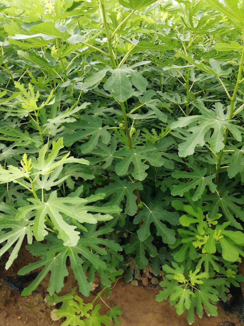 无花果树1~1.5m一年苗二年苗保品种量大从优
