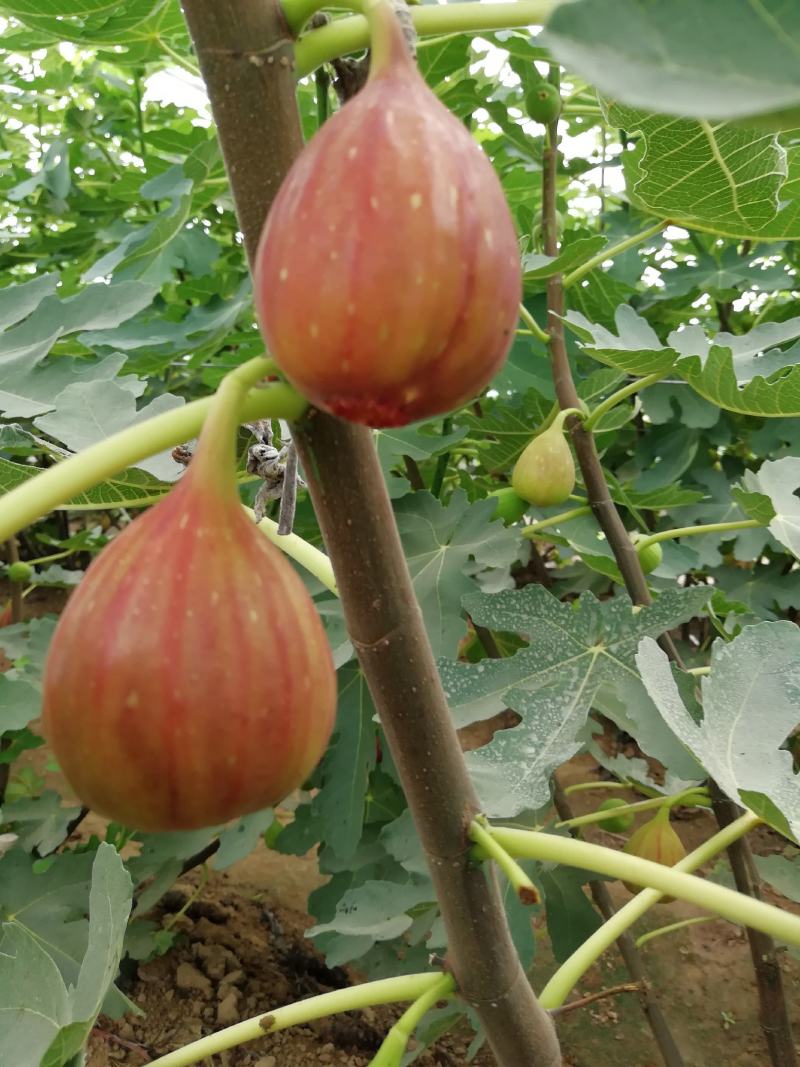 无花果树1~1.5m一年苗二年苗保品种量大从优