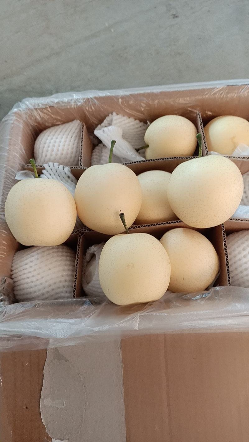 皇冠梨专业对接电商，快递，社区水果团购，社区水果供应，好