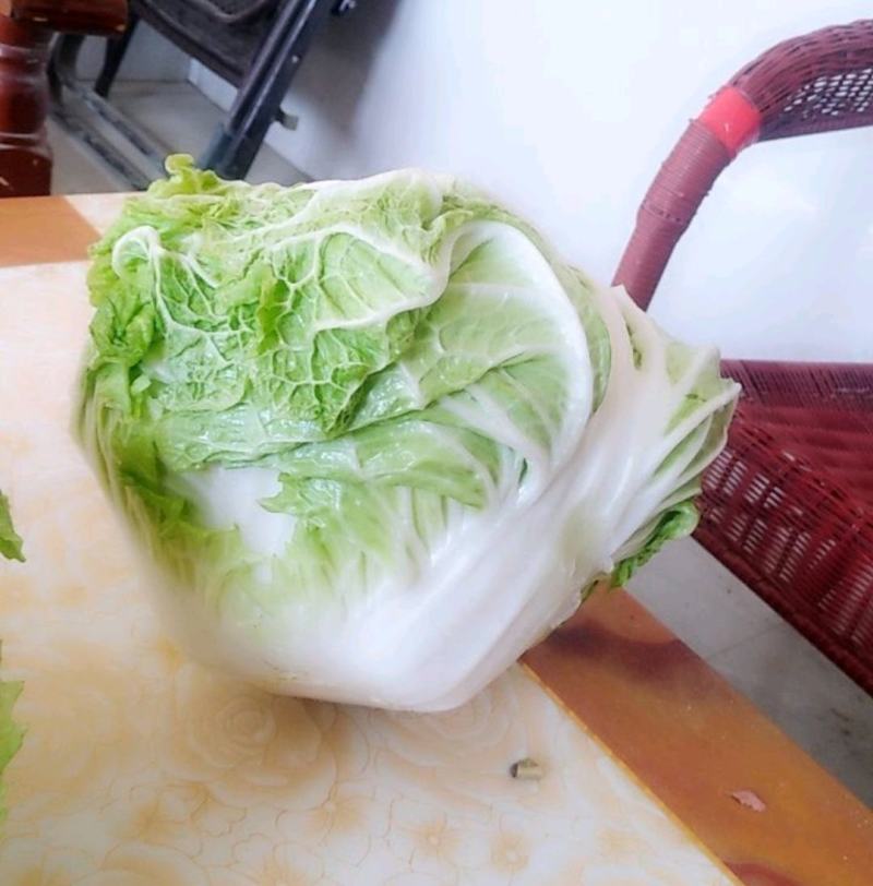 开封通许大白菜一手货源价格便宜全国代发一条龙服务