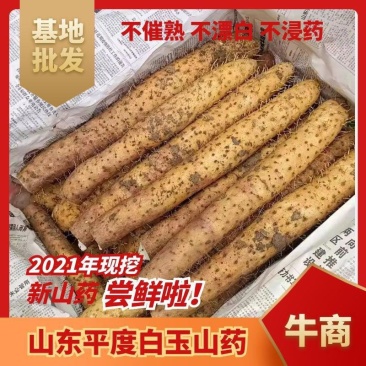 山东省青岛市平度市山药白玉山药大量现货诚信经营