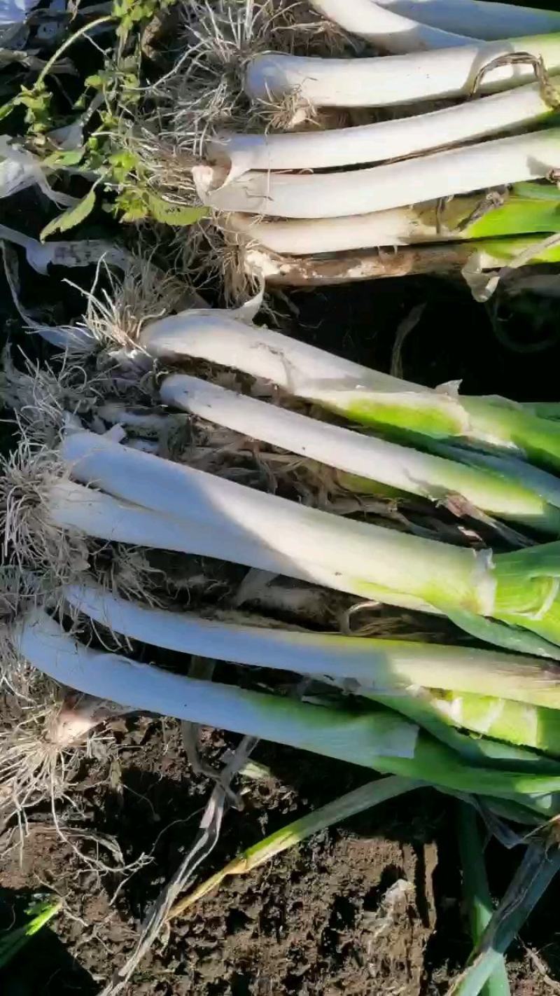 大家好我是扶余小鸣，有长白大葱，铁杆大葱，欢迎老板咨询