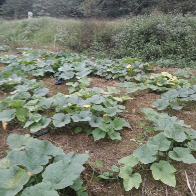 鲜南瓜