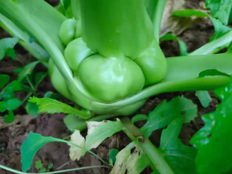 菜头榨菜，，质优量大，基地直销，无代收，全国走货