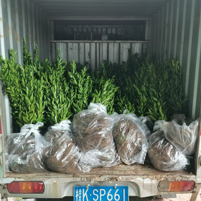 新会柑苗陈皮柑苗柠檬枮新会柑苗茶枝柑苗基地现货