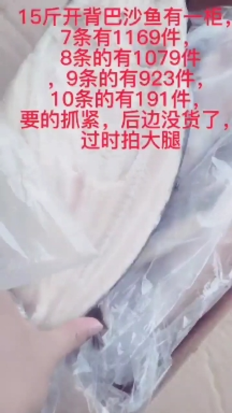 开背巴沙鱼7/8/9/10/11/12/13/14/15