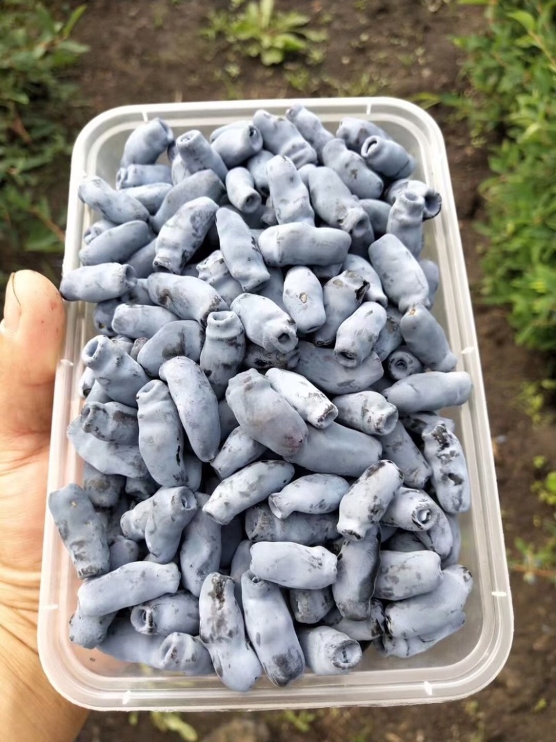 蓝靛果苗，当年结果，死苗补发，包成活，