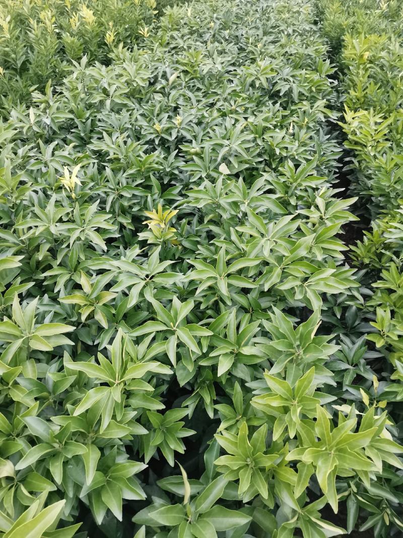 脆皮金橘苗，包正宗假一赔十，带果苗，免费提供种植技术