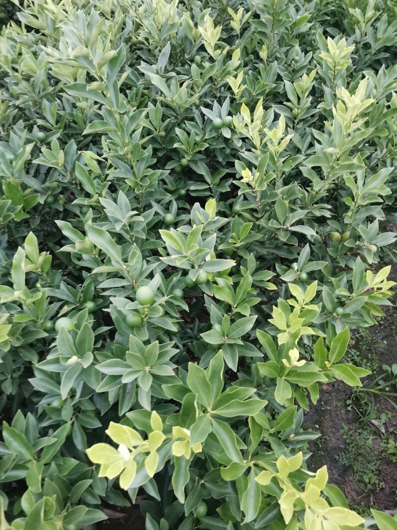 脆皮金橘苗，包正宗假一赔十，带果苗，免费提供种植技术