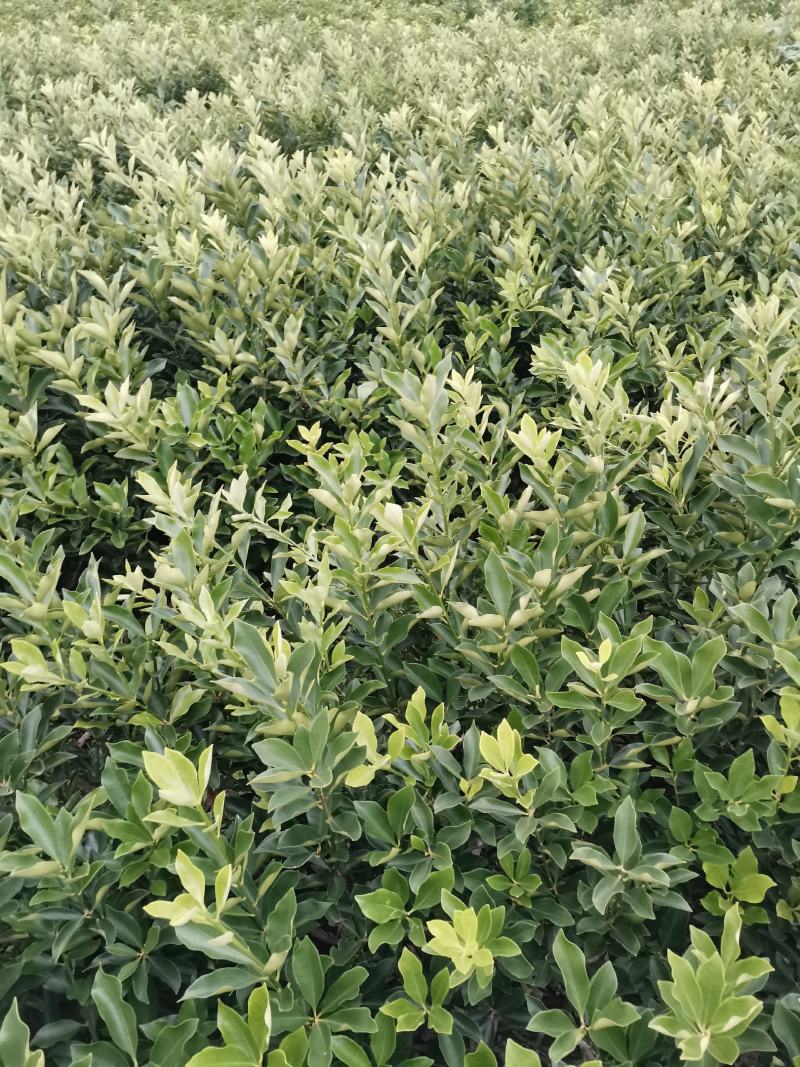 脆皮金橘苗，包正宗假一赔十，带果苗，免费提供种植技术