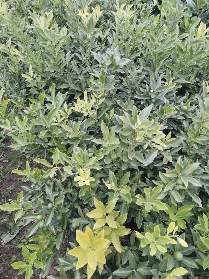脆皮金橘苗，包正宗假一赔十，带果苗，免费提供种植技术