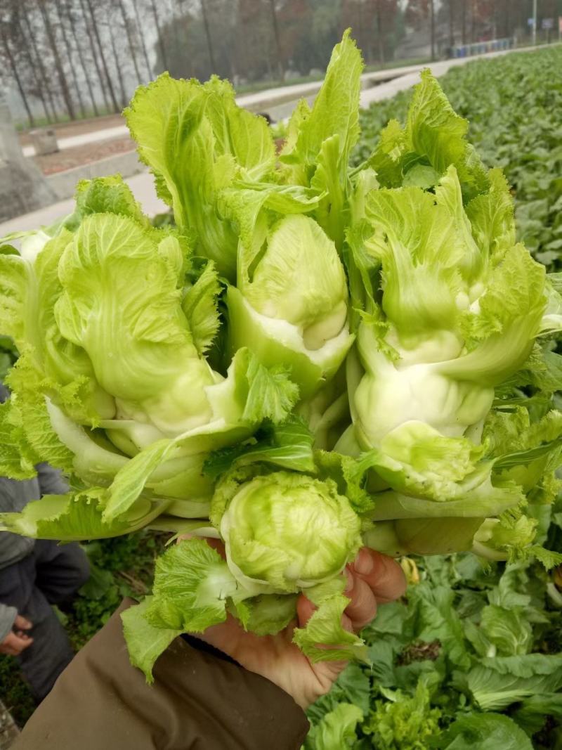 精品特早儿菜，你有量，我有价，全国发货，儿菜