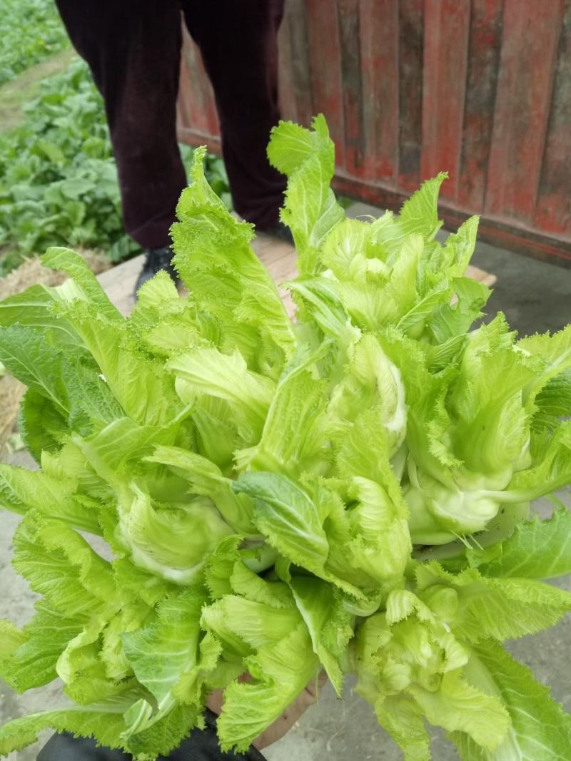精品特早儿菜，你有量，我有价，全国发货，儿菜