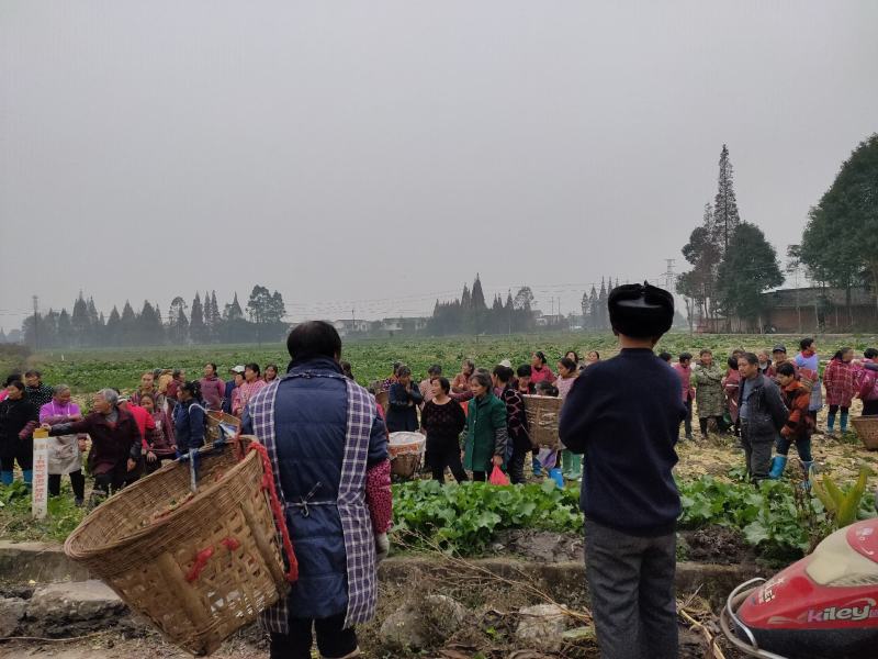 精品特早儿菜，你有量，我有价，全国发货，儿菜