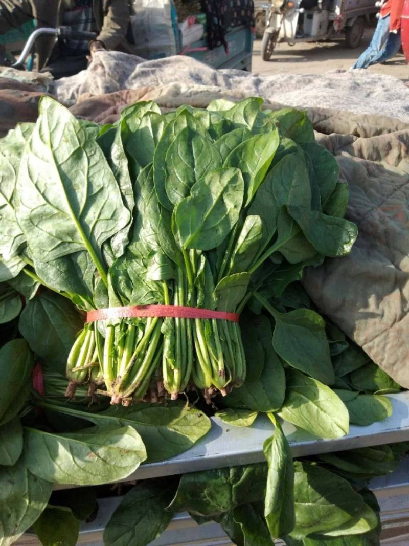河南菠菜，精品大叶菠菜，万亩基地直供，欢迎考察选购