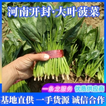 河南菠菜，精品大叶菠菜，万亩基地直供，欢迎考察选购