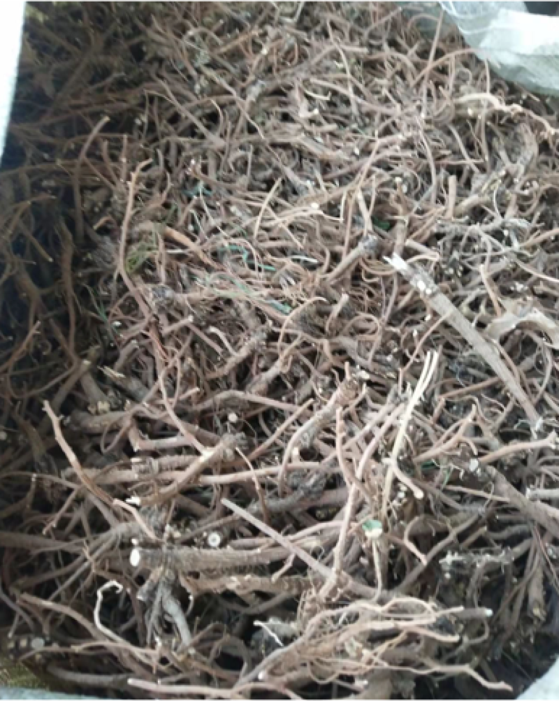 柴胡-高含量超药典标准，中田山脉海拔地主产。。。。。。