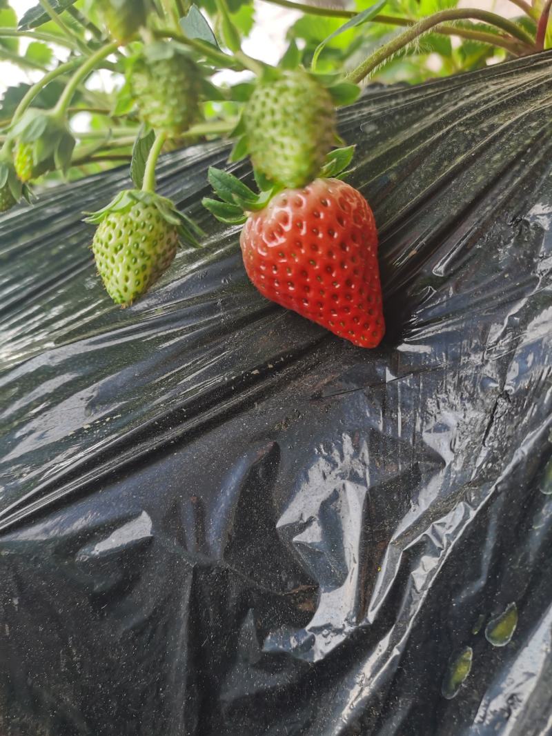 红颜草莓